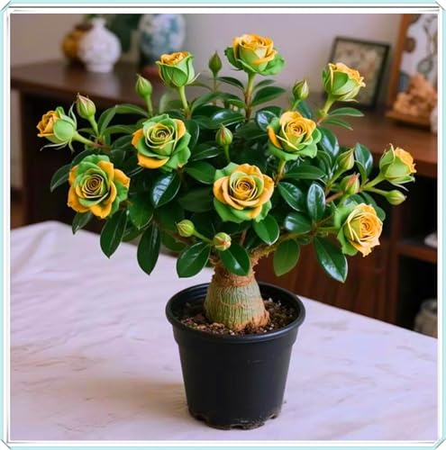 Bulbos de rosa del desierto para decoración de jardín, de plena floración, amantes de la luz y resistentes al calor, adecuados para el clima del sur de Europa.-2bulbos-D