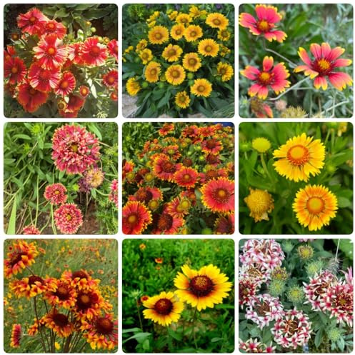 Gaillardia pulchella, blumensamen gastgeschenk Kokardenblume Staude Winterhart, nachhaltige geschenke bio geschenke für gartenliebhaber blumensamen 600Samen