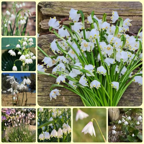 Märzenbecher, Leucojum vernum blumenzwiebeln mehrjährig winterhart frühlingsblumen 6Zwiebeln