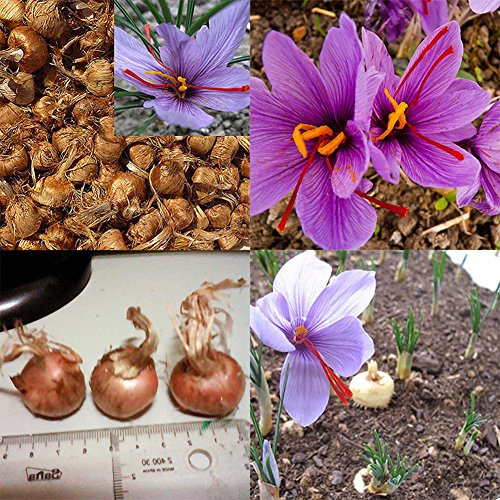 8 Pezzi Di Zafferano Bulbo Zafferano Coltivazione Di Semi Di Fiori Piante Da Giardino Facili Da Coltivare