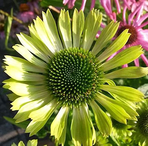 Sonnenhut Green Jewel - Echinacea purpurea - lebende Gartenpflanze aus den Baumschulen