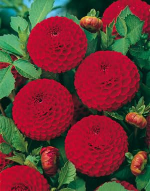 Peyca Bulbo de flor dalia pom pom bell boy 1 unidad - Semillas Iluro