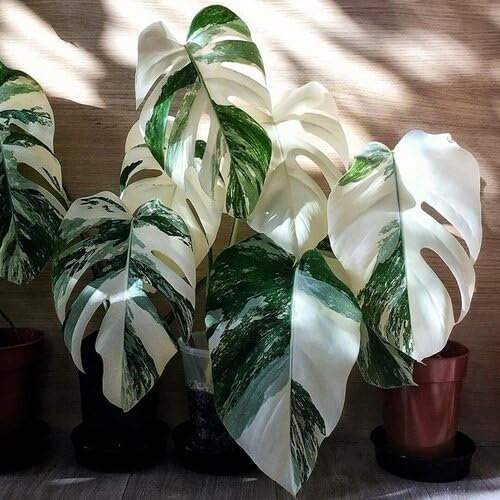 100pieces Green White Monstera Plant Seeds