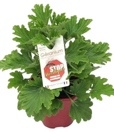 Geranio Antimosquitos La planta Natural para el Control de Mosquitos en Interiores y Exteriores
