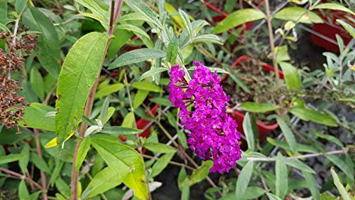 Buddleia davidii 'Royal red' / Arbre aux papillons à fleurs rouges/Conteneur de 7 à 10 litres
