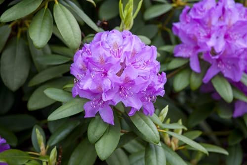 Rhododendron 'Blue Print' 40-50 cm – Winterhart, Immergrün, Pflegeleicht – Alpenrose – Zierstrauch für Garten & Beet