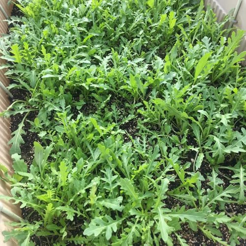semi di rucola - giardino esotiche decorazione balcone biologici 750pcs