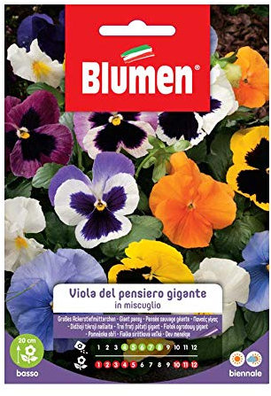 SEMI VIOLA DEL PENSIERO GIGANTE BLUMEN