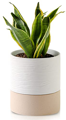 Nihow Selbstwässernder Blumentopf: 15,2 cm Keramik-Pflanzgefäß mit Drainageloch & Wasserspeicher Plus für Innen- und Außenpflanzen – zylindrischer runder Blumentopf für Sukkulenten/Kräuter/Veilchen –