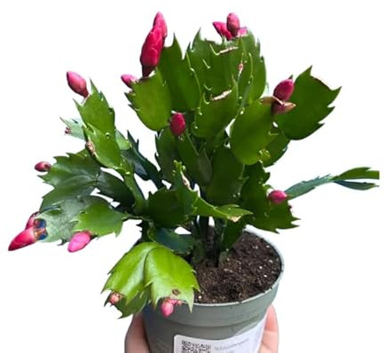 Planta con Flor de Invierno Cactus Schlumbergera o Cactus de Navidad