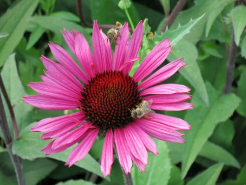 Roter Sonnenhut, Echinacea Heilpflanze, Gartenschönheit