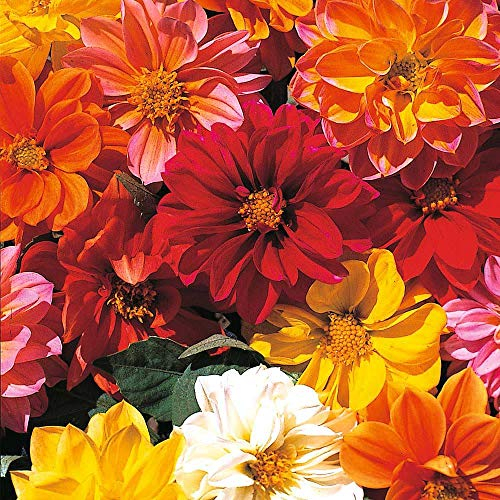 Dahlia Variabilis ‘Dwarf Mixed’ 1 Packet (50 Seeds) by Thompson and Morgan