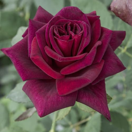 Black Perfumella®, rosa viva di Rose Barni®, pianta rifiorente in vaso, fiori grandi, profumo intenso, colore rosso scurissimo, cod. 71044