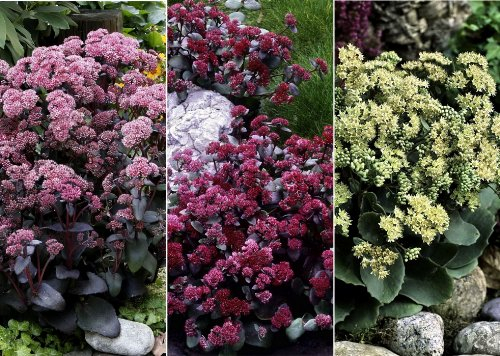 Stauden Sortiment Große Fetthenne