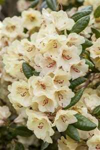 Rhododendron yakushimanum ‘Flava’ 30-40 cm – Winterhart, Immergrün, Mehrjährig – Alpenrose – Zierstrauch für Garten & Kübel