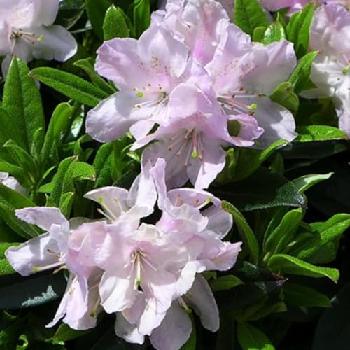 Rhododendron 'Robert Seleger' – Compact Dwarf Rhododendron with Unique Purple-Pink Flowers, Ideal for Rock Gardens and Borders - 2X 3 Litre Potted Plants by Thompson & Morgan