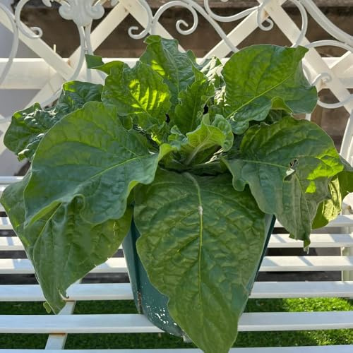 semi di tabacco balcone, esotiche resistenti, adatte al pieno sole varietà antiche biologiche in vaso serre raro 200pcs