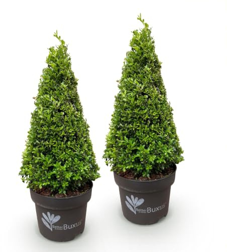GreenboutiQ - Buis Pyramide - BetterBuxus Skylight - Résistant à la Pourriture du Buxus - 2 plantes - Pot 23cm Hauteur 60-70cm