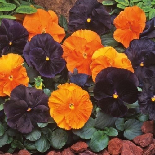 50 grani – Semi Viola Viola Halloween Mix Viola del pensiero Primavera Mix