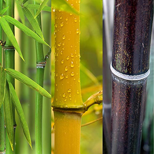 YouGarden Bamboo Collection, Set of Three Established Plants in 3L Pots, Yellow, Green and Black Bamboo Plants, Ready to Plant and Display