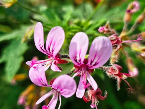 Pelargonium hispidum/Géranium au parfum de muscade/Conteneur de 1 à 1.9 litres