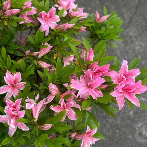 Semi di rododendro, giardino, biologici azalea resistenti, perenni resistenti rustica, campo 30pcs
