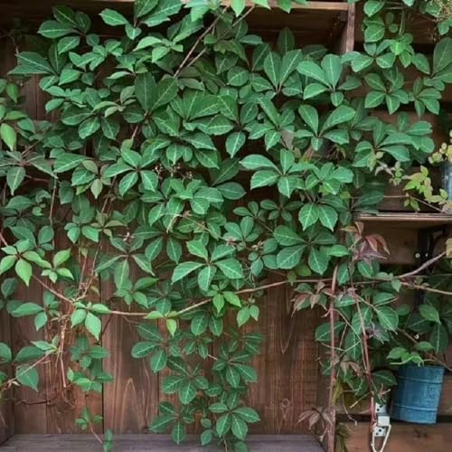 wilder wein - hängepflanzenzaun deko vines jungfernrebe schnellwachsende kletterpflanzen green wall deko vine immergrün winterhart kletterpflanze nachhaltige produkte gartendeko für 550samen