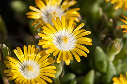 Delosperma congestum 'Golden Nugget' 9x9 cm Topf – Winterhart, Mehrjährig, Pflegeleicht – Mittagsblume – Bodendecker für Steingarten & Beet
