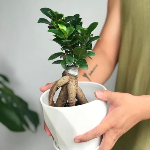 ficus ginseng, ficus ginseng deko minigarten 12samen