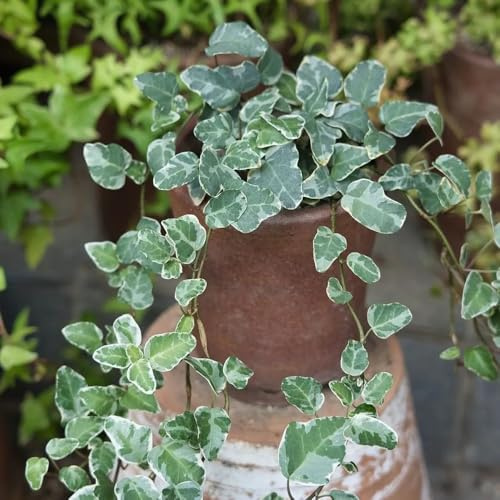 semi di edera a crescita rapida - Ivy Vines - resistenti per il giardino di edera, muro verde, decorazione di vite Parete, decorazione balcone 200pcs