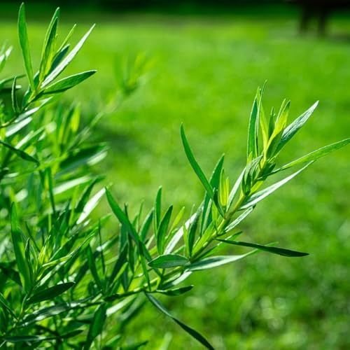 Semi di dragoncello biologici, per giardino di rare giardino di prodotti sostenibili 100pcs