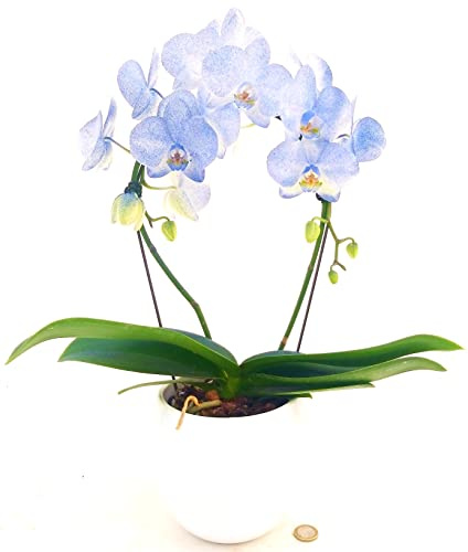 POWERS TO FLOWERS - ORCHIDEA PHALAENOPSIS BLU AD ARCO IN VASO CERAMICA BIANCO SFERICO, VASO 13CM, Pianta Vera