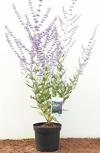 Perovskia atriplicifolia 'Blue Spire' 40–60 cm – Winterhart, Mehrjährig, Pflegeleicht – Blauraute – Staude für Beet & Steingarten