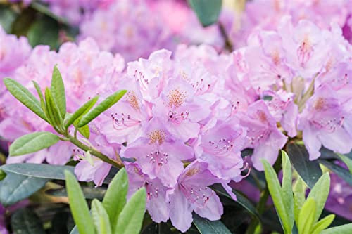 Rhododendron INKARHO 30-40 cm – Winterhart, Immergrün, Mehrjährig – Alpenrose – Heckenpflanze für Garten & Sichtschutz