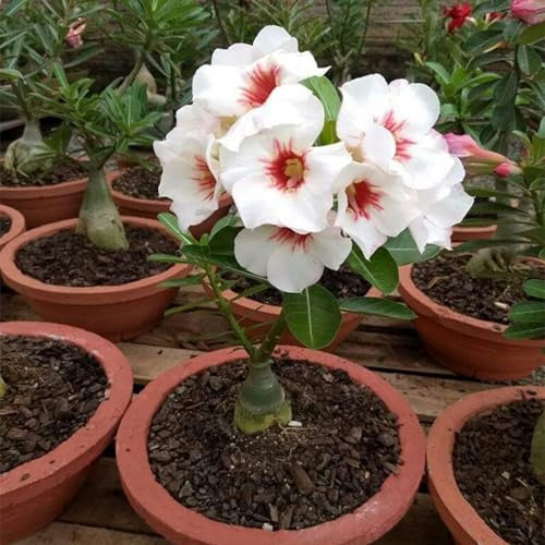 Seltene, Mysteriöse magische Glühbirne,Lebende Pflanzen, Mehrjährige Blumenzwiebel ist winterhart,Exotisch,Winterhart pflanzen,Blumenzwiebel Mix-1 Wüstenrose