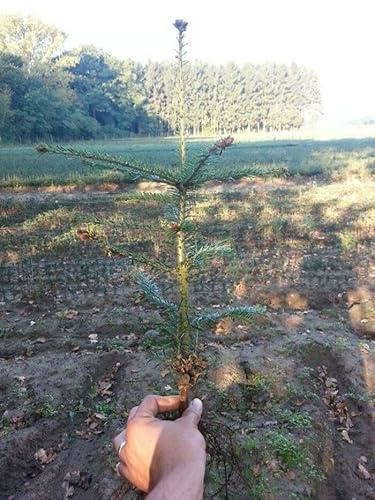 100st. Weisstanne Abies Alba 15-30cm Forstpflanzen Nadelgehölze Wurzelware Weisstannen