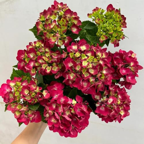 semillas de hortensia resistentes, silvestres, variedades antiguas. orgánicas 120pcs