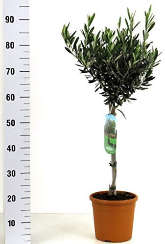 POWERS TO FLOWERS - ULIVO ALBERELLO H90CM, Pianta Vera