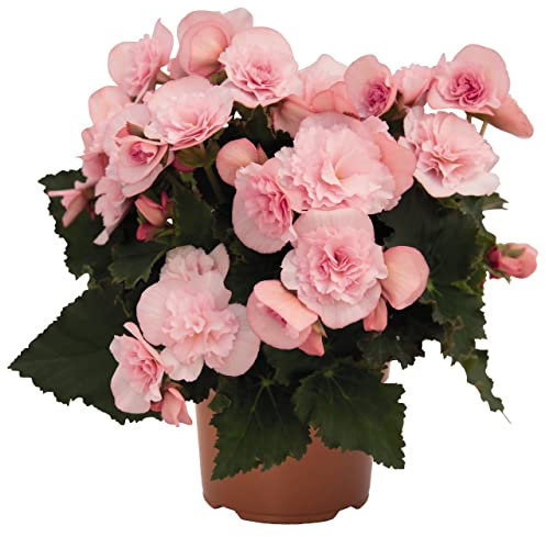 Flor Natural Begonia Elatior Color Rosa Planta Natural Flores Rosa