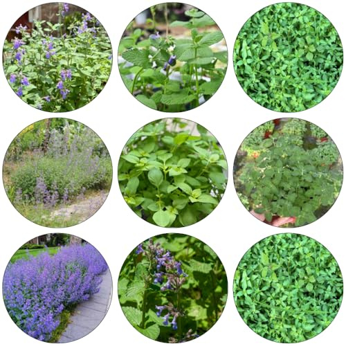katzenminze winterharte stauden mehrjährig büropflanzen grünpflanzen winterharte kübelpflanzen herbstblumen winterhart bodendecker winterhart mehrjährig gartendeko für draußen 200samen