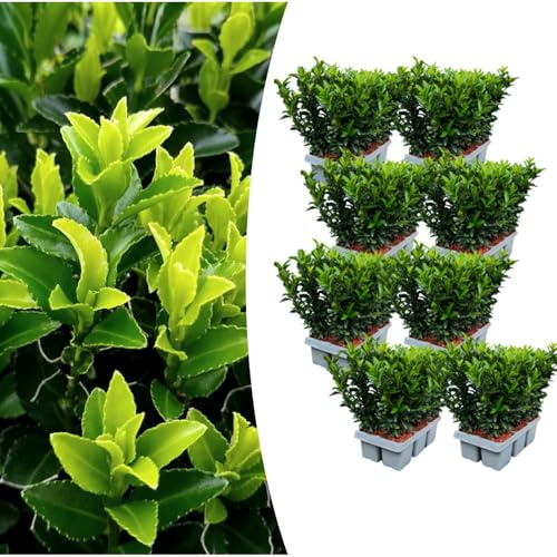 Euonymus 'Green Spire' para Setos, Alternativa al Boj, Verde, Pack 8x6