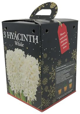 Hyacinth 'White'. Gardening Gift Kit. 2 Bulbs, Pot & Compost. Indoor Flowers