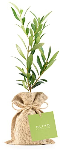 Pack de 26 Olivos Olea Europaea Arbequina en saco de saco de yute - Árboles pequeños naturales para plantar - Regalos para invitados (Tarjeta stándard)
