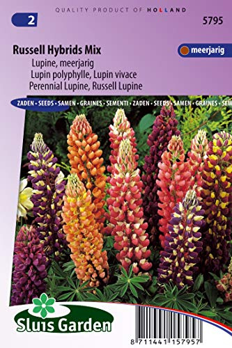 Lupin perenn, Russell Hybrids mix – blomfrön | Stately spikes av färg för tidlös trädgårdelegans