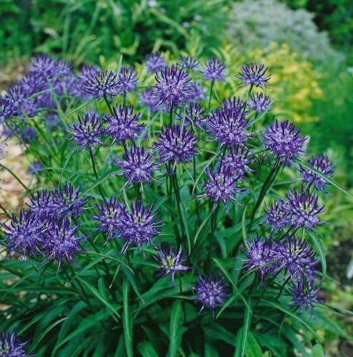 Phyteuma scheuchzeri 9x9 cm Topf – Winterhart, Mehrjährig, Pflegeleicht – Scheuchzers Teufelskralle – Staude für Steingarten & Beet