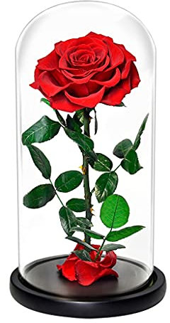 AYCDL Ewige Rose, konservierte Blume mit Stiel in Einer Glaskuppel, große Rose, Heimdekoration für Valentinstag, Geburtstag, Jahrestag, Hochzeit