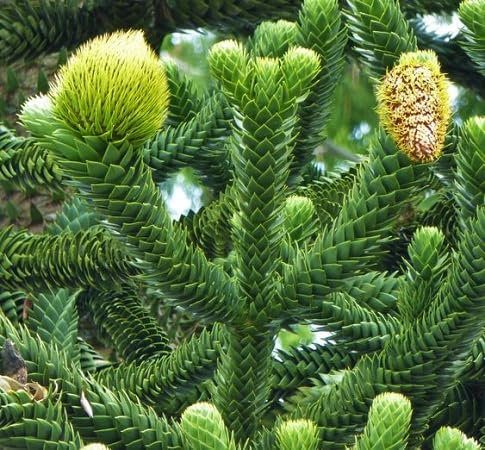 Graines de plantes Araucaria fraîches et neuves, 50 pièces