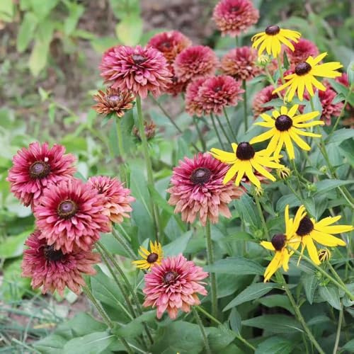 10 piezas semillas de equinácea perenne resistente - semillas silvestres perennes, resistentes para jardín, de balcón resistentes perennes, bonsái