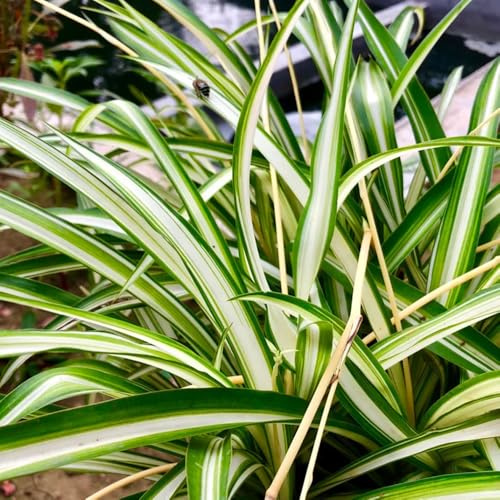 Grünlilie, Chlorophytum comosum, immergrüne winterharte für garten zimmerpflanzen balkonpflanzen bio 500Samen