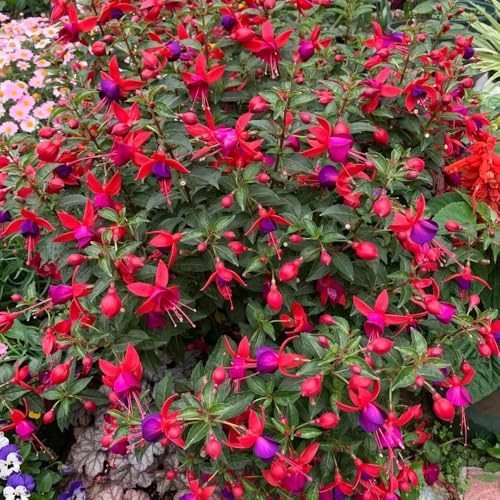 fuchsien, hochbeet fuchsiensamen balkon, wildblumen balkonblumen kräuterpflanzen, balkon blumenwiese mehrjährig, herbst deko 120pcs